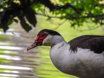 Close-up of a bird