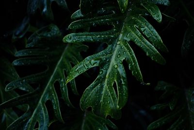 Close-up of raindrops on plant