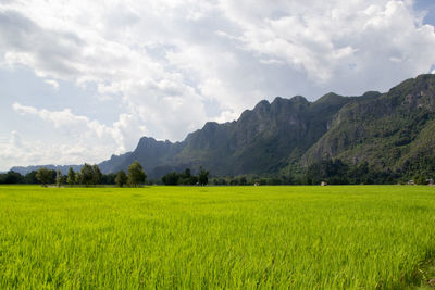 Scenic view of agricultural field against sky