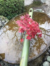 High angle view of flowering plants by rocks