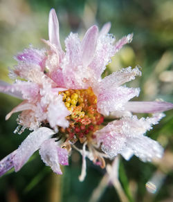 Close-up of wet purple flowering plant