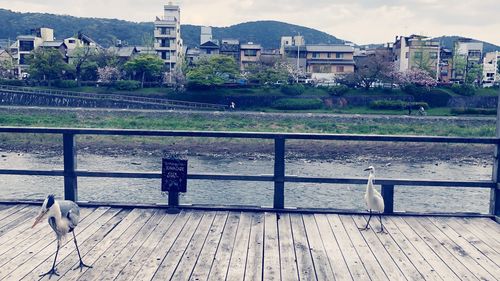 Seagull perching on railing in city