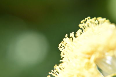 Close-up of yellow flowering plant