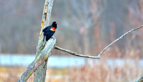 Close-up of bird perching on a tree