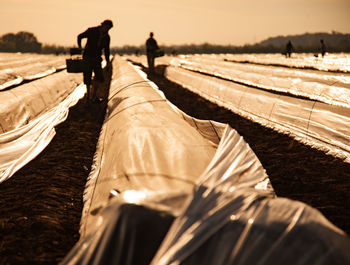 Workers on field during sunset