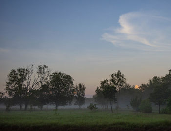 Trees on field against sky during sunset