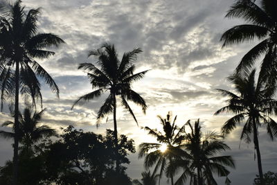 Low angle view of palm trees against sky