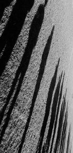 Shadow of tree on the wall