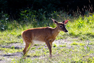 Deer standing on field