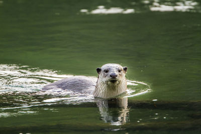 Portrait of lion swimming in lake