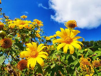 Close-up of yellow flowering plants on field against sky