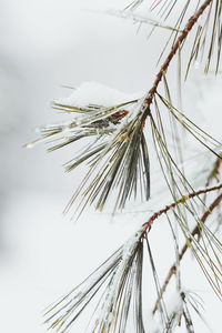 Close-up of snow on twigs