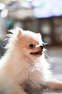 Close-up of dog looking away