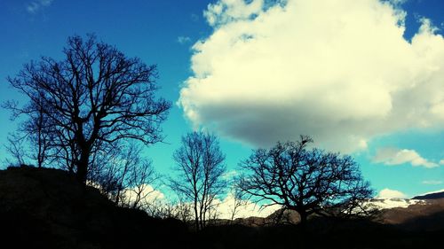 Low angle view of bare trees against blue sky