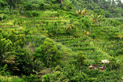 High angle view of trees in forest