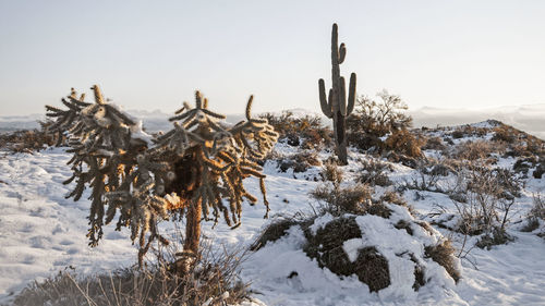 Plants on snow covered field against clear sky