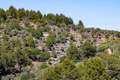 View at landscape between gorg blau and soller on balearic island mallorca, spain