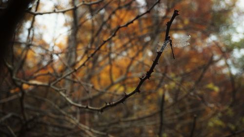 Low angle view of bare trees in forest during autumn