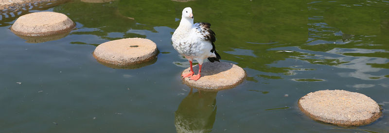 High angle view of ducks swimming in water