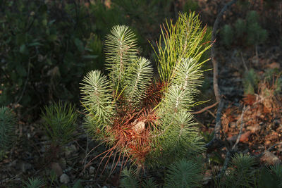 Close-up of cactus plant