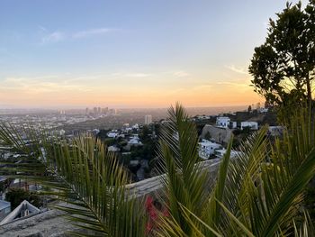 Plants growing in city against sky during sunset