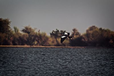 Seagull flying in the sky