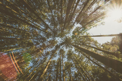 Low angle view of trees in forest