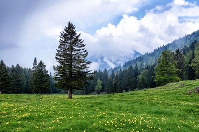 Scenic view of pine trees against sky