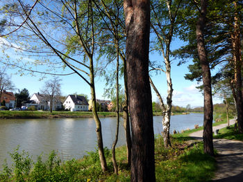 Trees by lake against sky