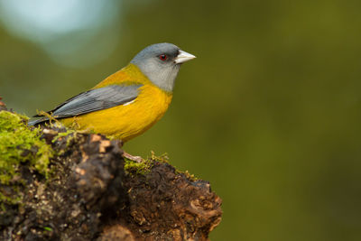 Close-up of bird perching on branch