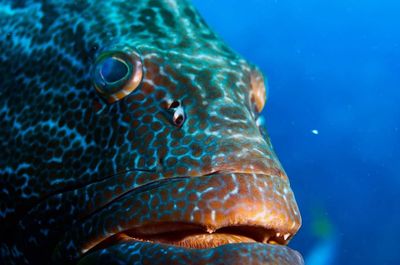 Close-up of fish swimming in sea