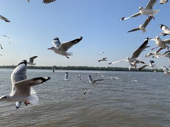 Seagulls flying over sea against clear sky