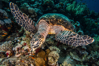 Hawksbill sea turtle in the red sea, dahab, blue lagoon sinai - a.e