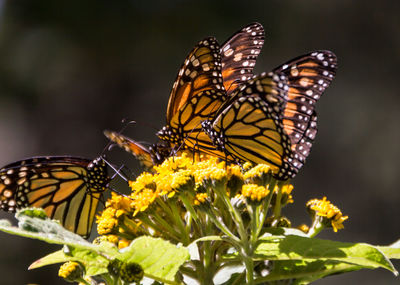 Close-up of orange butterflies on yellow flowers