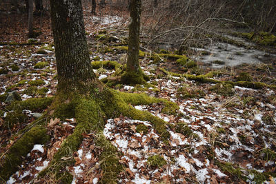 Trees growing on field in forest