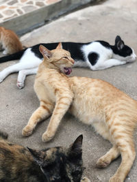 High angle view of cats resting