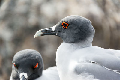 Close-up of swallow tailed gulls