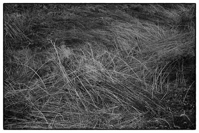 Full frame shot of grassy field