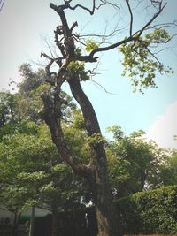 Low angle view of tree against sky