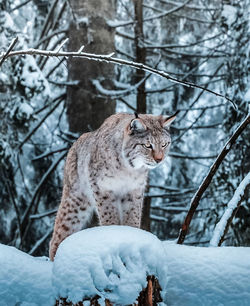 Close-up of cat