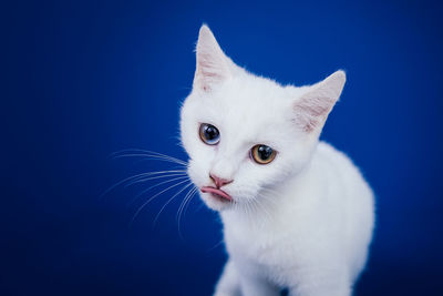 Close-up of white cat against blue background