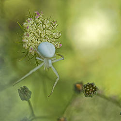 Close-up of insect on flower