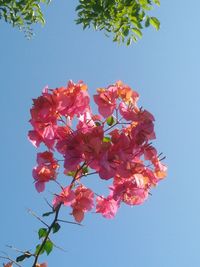 Low angle view of pink flowers against blue sky