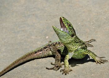 Lizard on asphalt