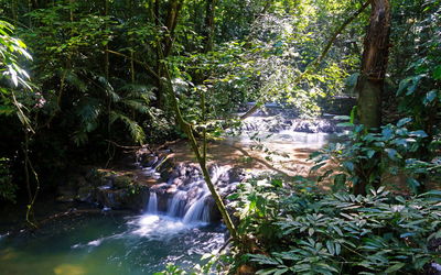 Scenic view of waterfall in forest