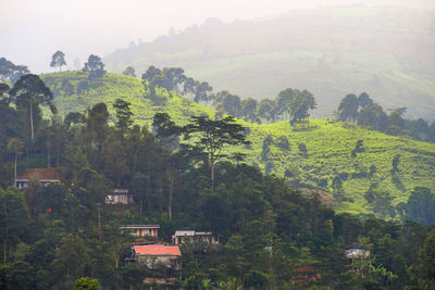 High angle view of trees in field