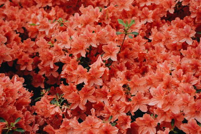 Full frame shot of orange flowers