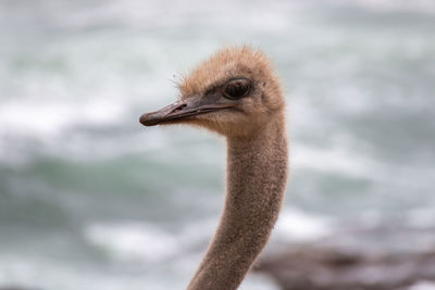 Close-up portrait of a ostrich bird 