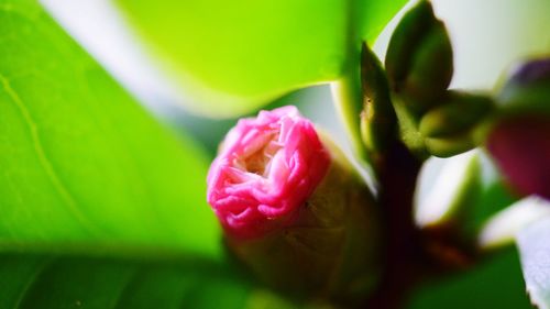 Close-up of pink rose flower