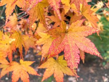 Close-up of maple leaves during autumn